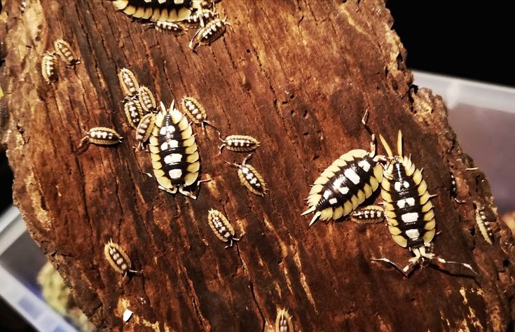 Porcellio expansus (Giant Spanish Isopod)