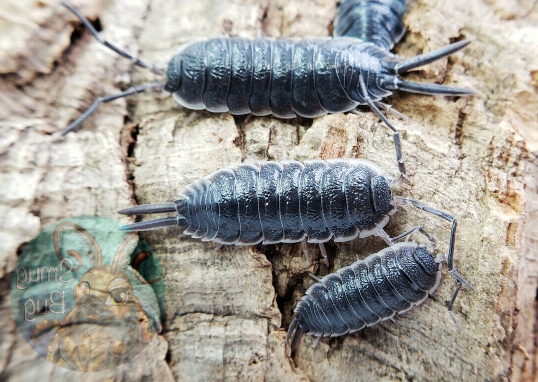 Porcellio hoffmannseggi (Giant Spanish Isopod)