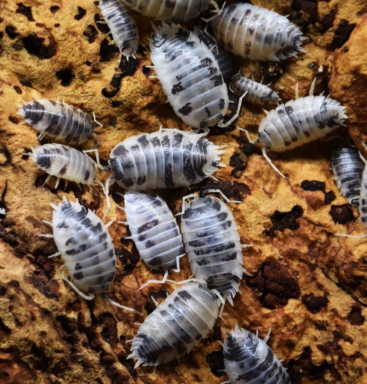 Porcellio laevis (Smooth Woodlouse)