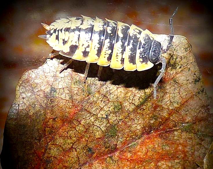 Porcellio ornatus (Ornate Isopod)