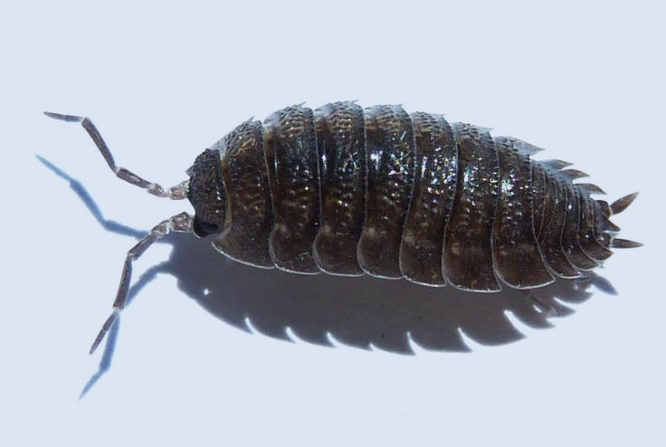 Porcellio scaber (Rough Woodlouse)