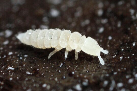 Springtails (Collembola)