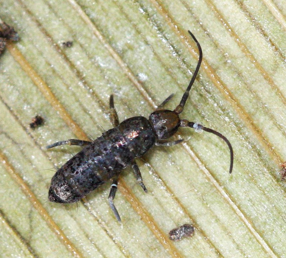 Tomocerus minor (Large Springtail)