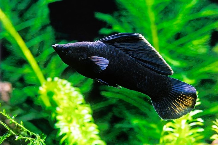Black Sailfin Molly