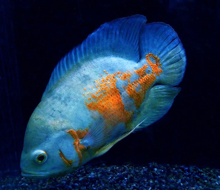 Blue Oscar (Astronotus ocellatus)