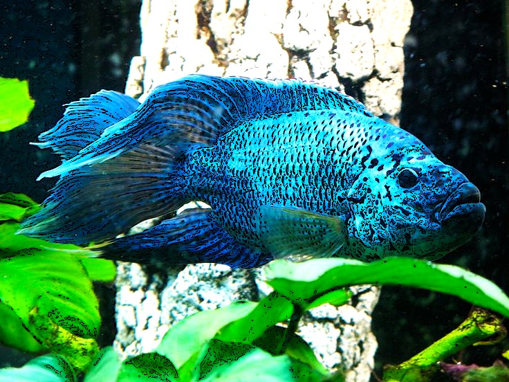 Electric Blue Oscar (Astronotus ocellatus)