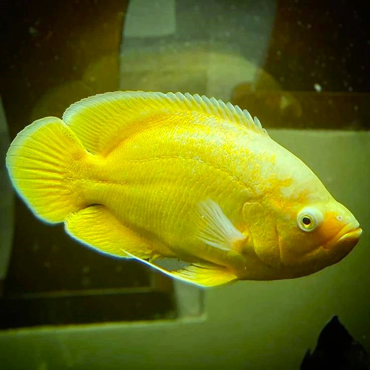 Lemon Oscar (Astronotus ocellatus)