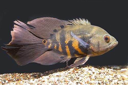 Long-Fin Oscar (Astronotus ocellatus)