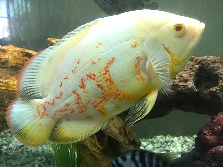 Lutino Oscar (Astronotus ocellatus)