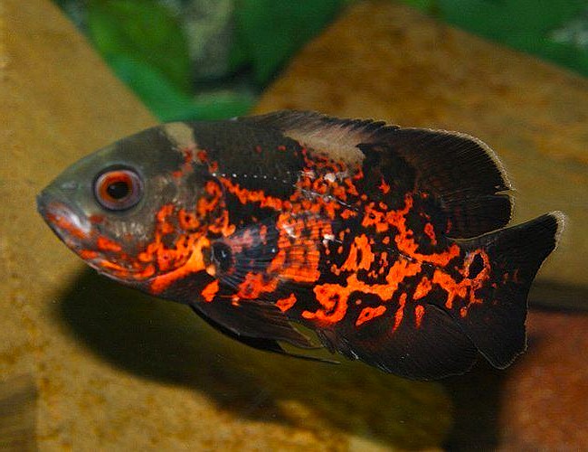 Red-Tiger Oscar (Astronotus ocellatus)