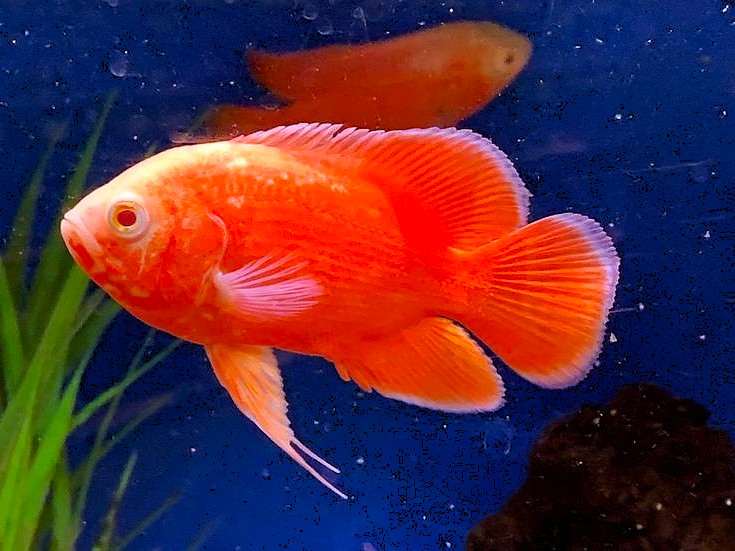 Red Oscar (Astronotus ocellatus)