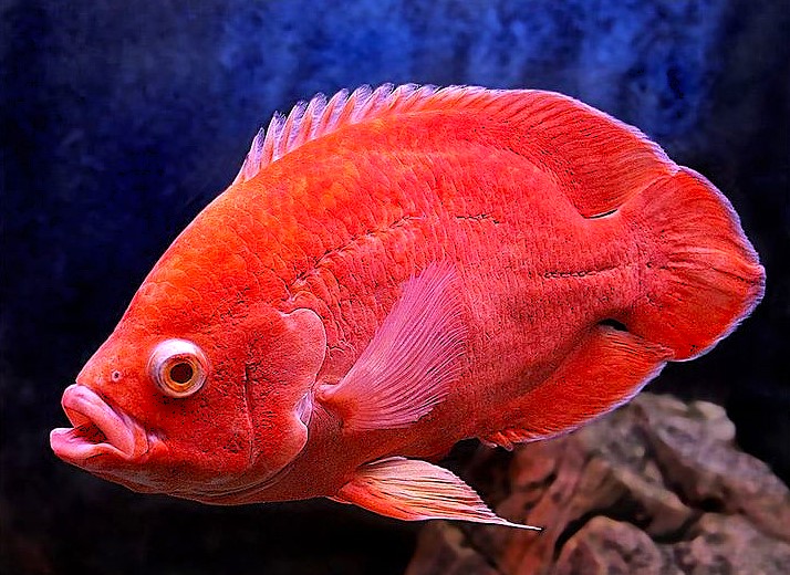 Rose Oscar (Astronotus ocellatus)
