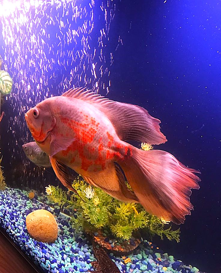 Veil Tail Oscar (Astronotus ocellatus)