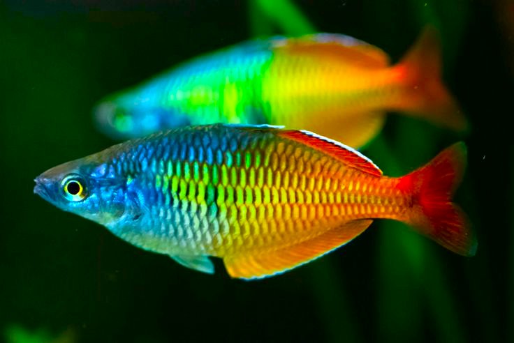 Boesemani Rainbowfish