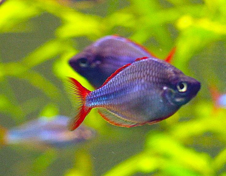 Dwarf Rainbowfish