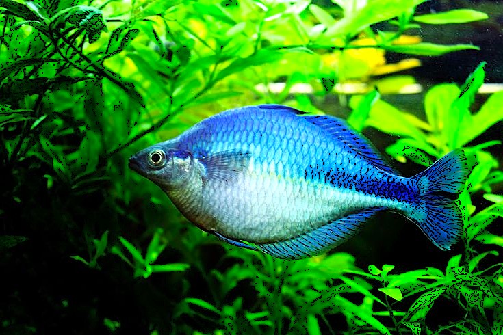 Lake Kutubu Rainbowfish