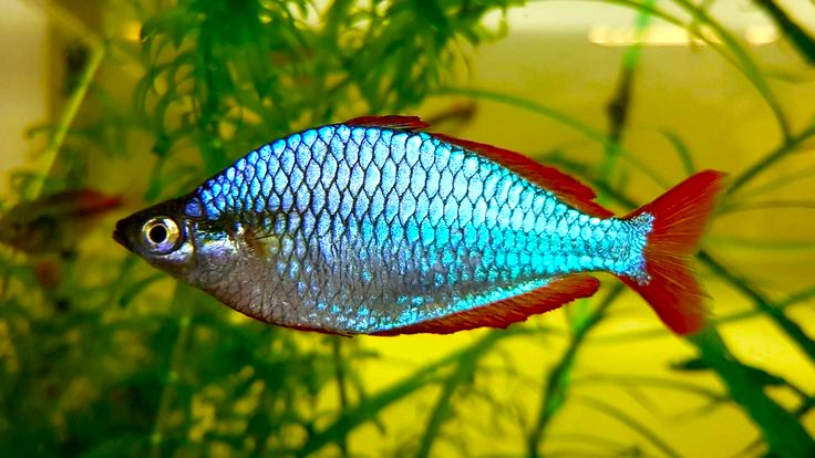 Neon Rainbowfish