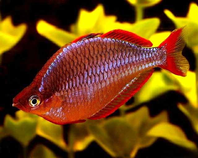 Red Rainbowfish