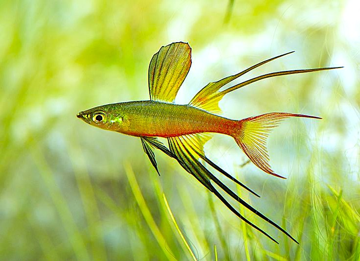 Threadfin Rainbowfish