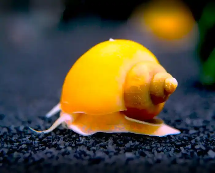 Gold Apple Inca Snail image