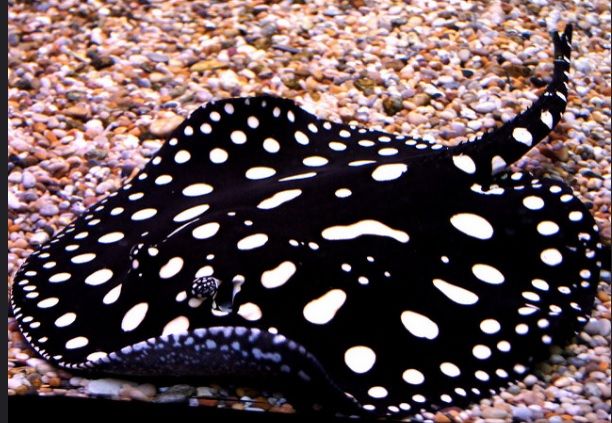 Black Diamond Stingray (Potamotrygon leopoldi var.)