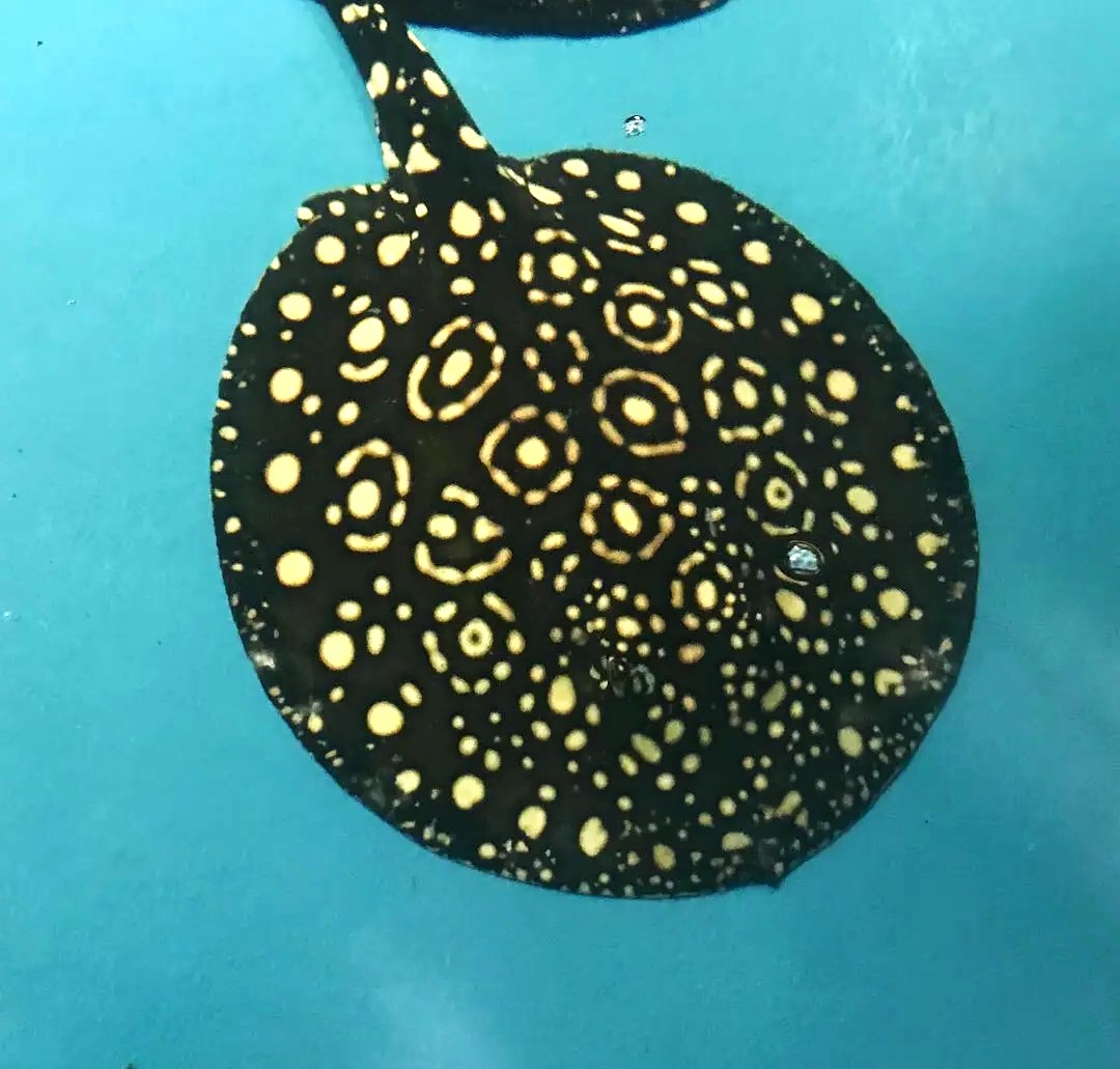 Henlei Stingray (Potamotrygon henlei)