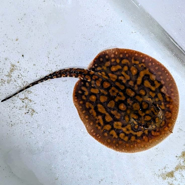 Leopoldi Stingray (Potamotrygon leopoldi)