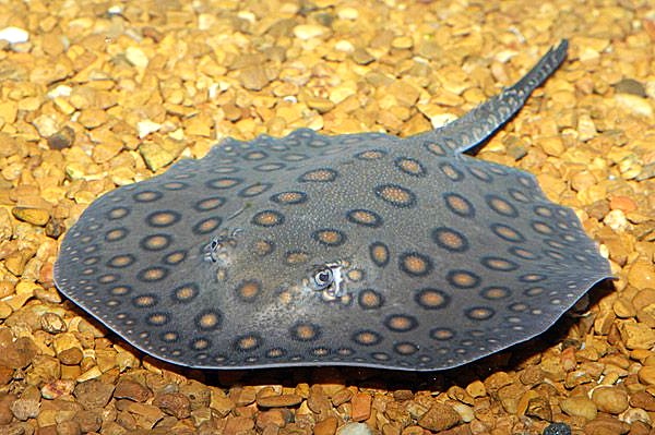 Motoro Stingray (Potamotrygon motoro)