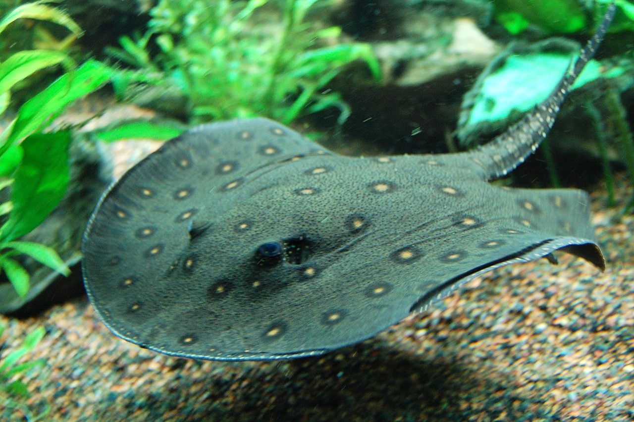 Ocellate River Stingray (Potamotrygon motoro var. Ocellate)
