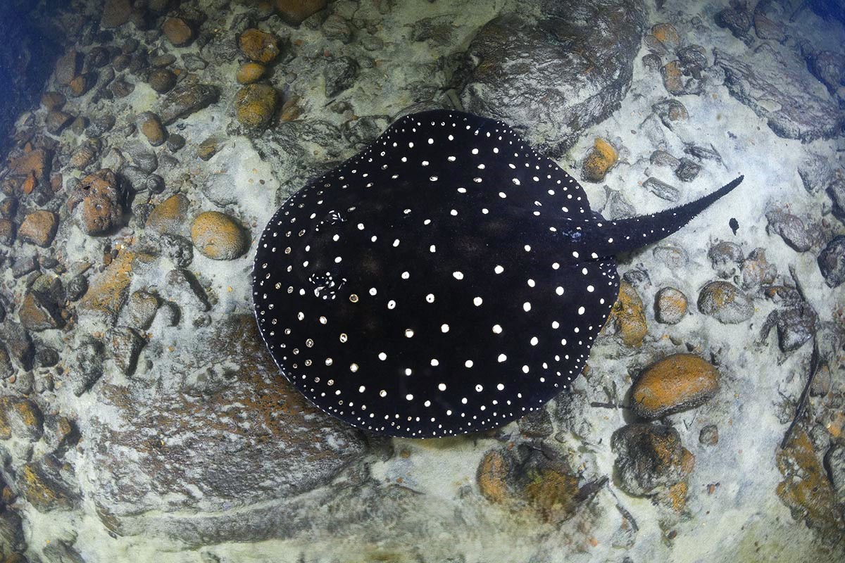Tapajós Stingray (Potamotrygon sp. 'Tapajós')