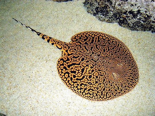 Tiger Stingray (Potamotrygon tigrina)