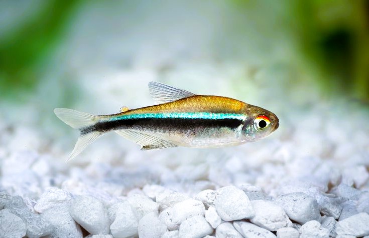 Black Neon Tetra