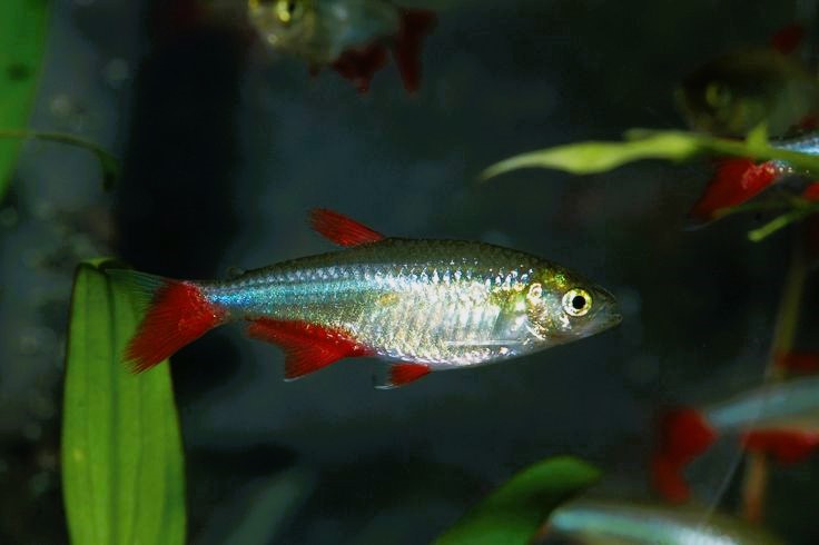 Bloodfin Tetra