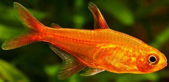 Ember Tetra