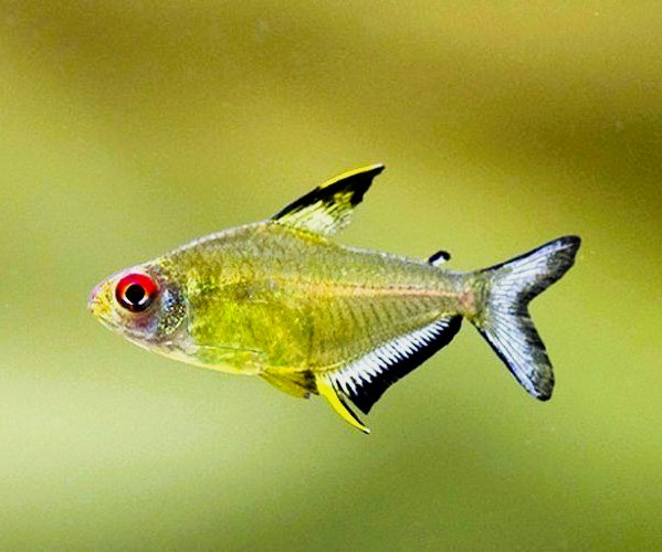 Lemon Tetra