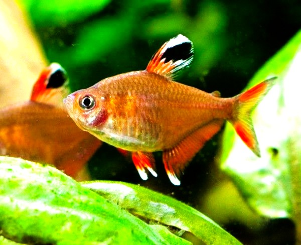 Rosy Tetra