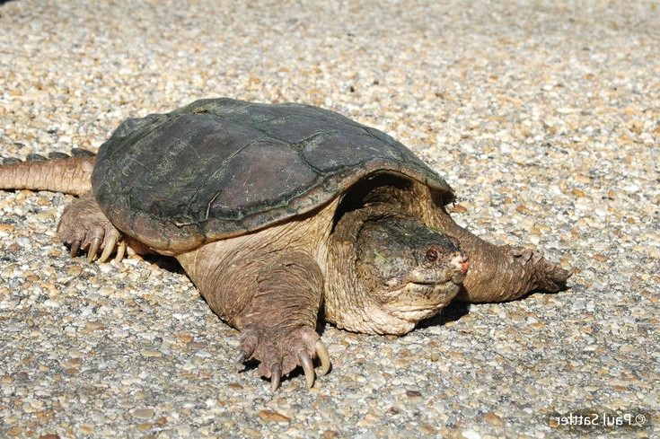 Common Snapping Turtle (Chelydra serpentina)