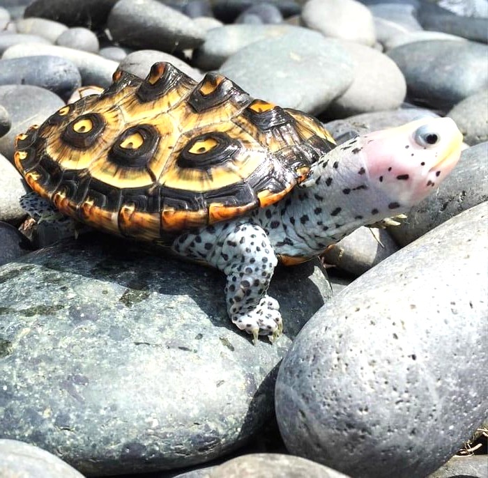 Diamondback Terrapin (Malaclemys terrapin)
