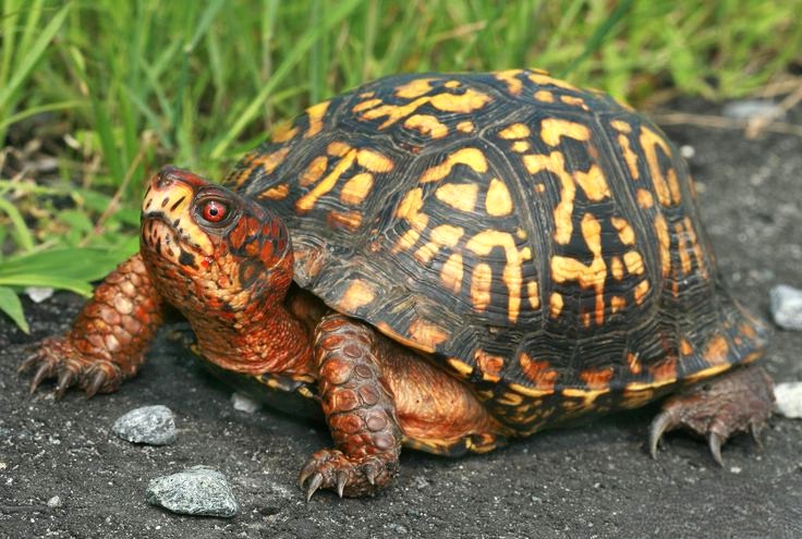 Eastern Box Turtle (Terrapene carolina carolina)
