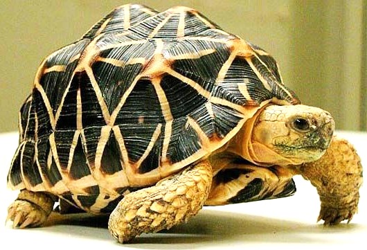Indian Star Tortoise (Geochelone elegans)