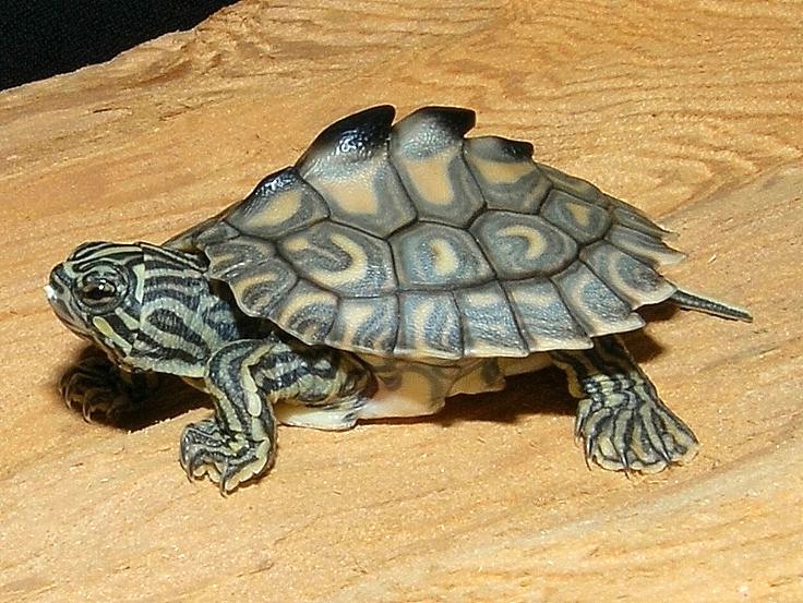 Map Turtle (Graptemys spp.)