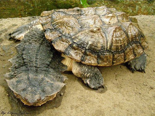 Mata Mata Turtle (Chelus fimbriata)