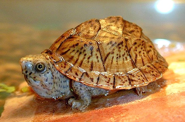 Musk Turtle (Sternotherus odoratus)