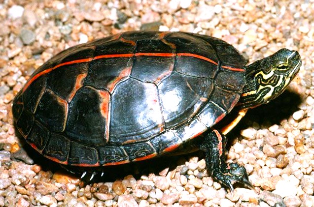 Painted Turtle (Chrysemys picta)