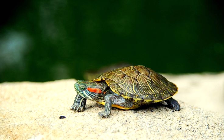 Red-Eared Slider (Trachemys scripta elegans)