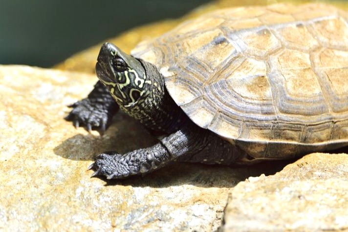 Reeves’ Turtle (Chinemys reevesii)