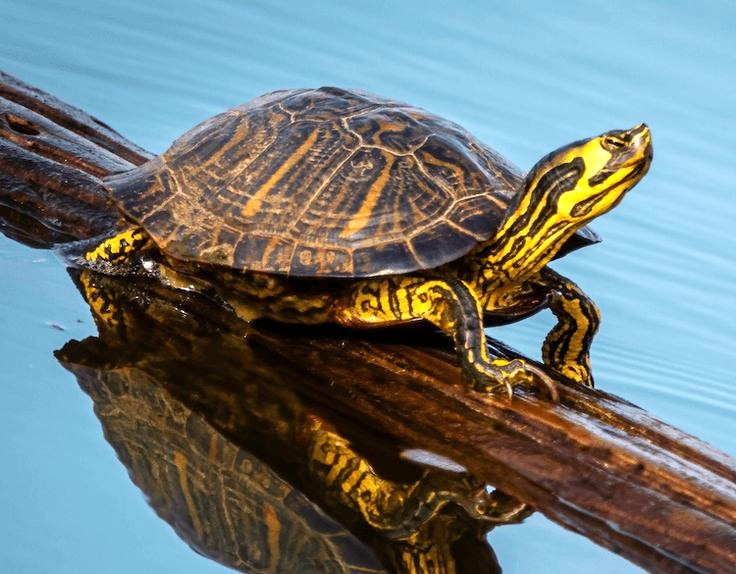Yellow-Bellied Slider (Trachemys scripta scripta)