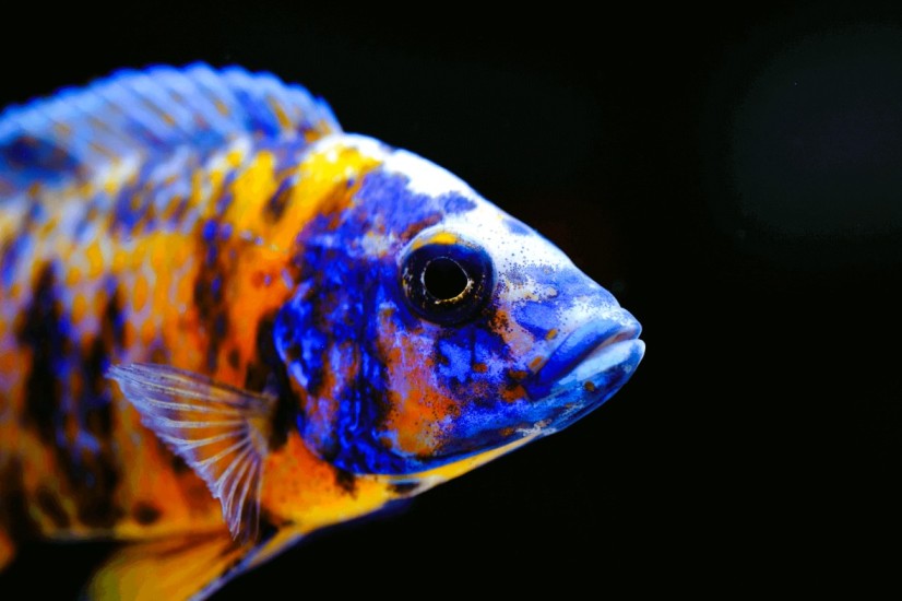 African_Cichlid