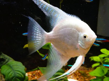 Angelfish