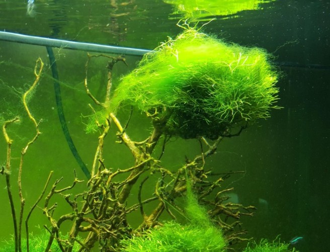 Algae_Control